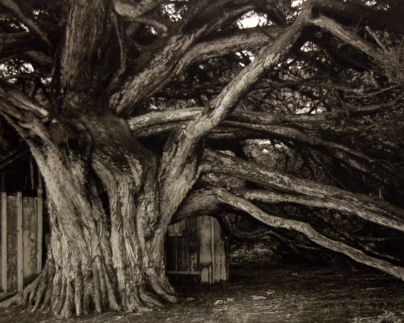 Lopes, Salvatore, "Weston's Darkroom", Tree Study #2, California, 39,00 x 49,00, Fotografie, Platinprint