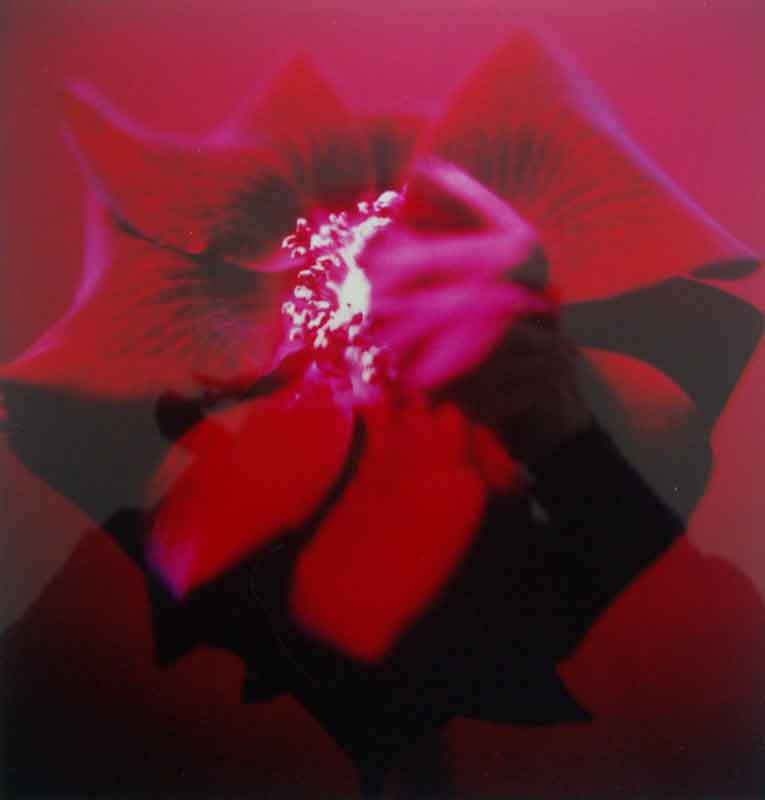 Halm-Schudel, Anna, o.T. aus der serie "365 Blumen" (Rose), 1997/2000, 25x24cm, Ilfochrome, 8/15,