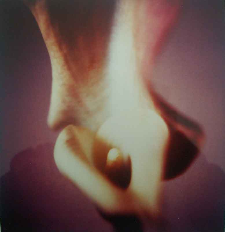 Anna Halm Schudel, o.T. aus der serie "365 Blumen"  (Calla), 1997/2000, 25x24cm, Ilfochrome, 8/15, 320 Euro