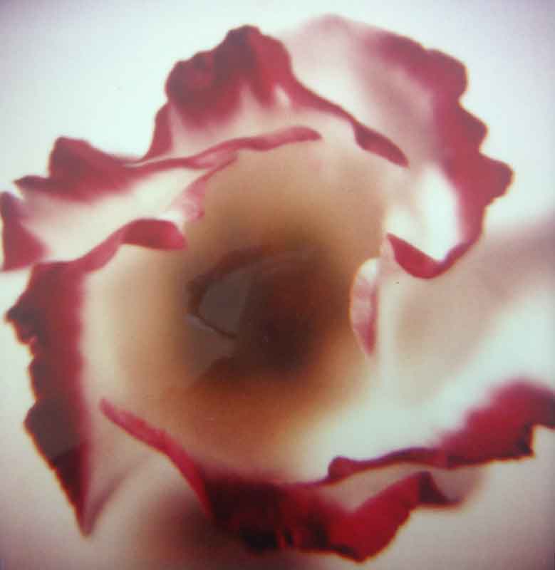 Anna Halm Schudel, o.T. aus der serie "365 Blumen"  (Lisianthus), 1997/2000, 25x24cm, Ilfochrome, 8/15,  320 Euro