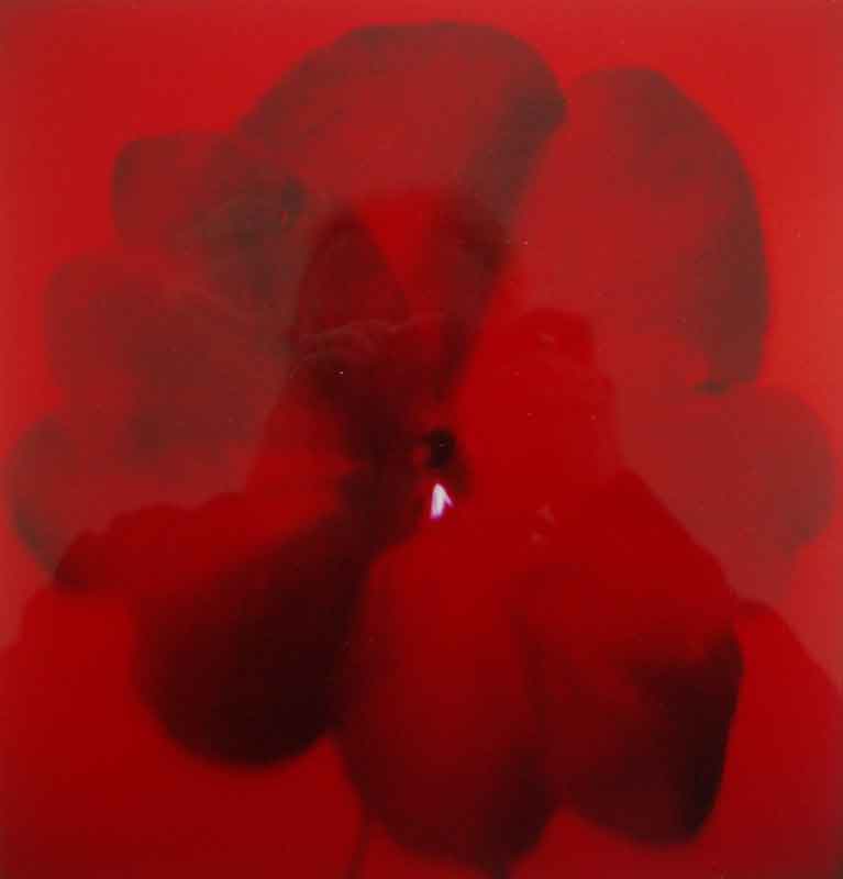 Anna Halm Schudel, o.T. aus der serie "365 Blumen"  (Fleisssiges Liesschen), 1997/2000, 25x24cm, Ilfochrome, 8/15,  320 Euro