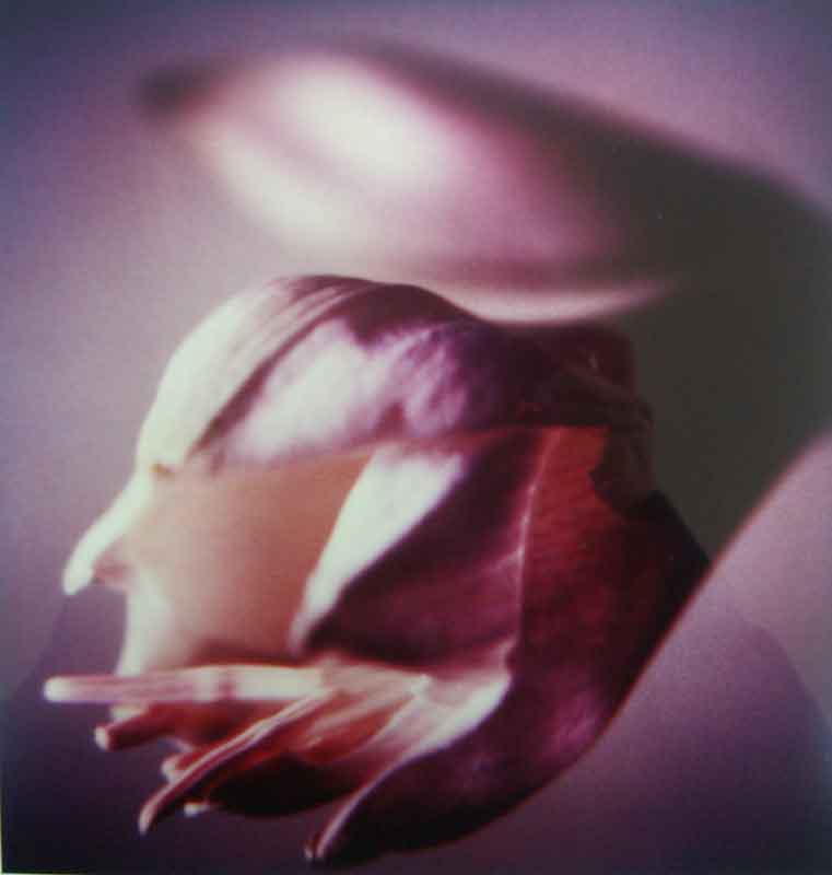 Anna Halm Schudel, o.T. aus der serie "365 Blumen"  (Amaryllis), 1997/2000, 25x24cm, Ilfochrome, 8/15,  320 Euro