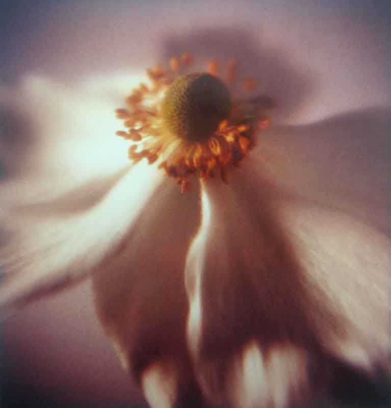 Anna Halm Schudel, o.T. aus der serie "365 Blumen"  (Anemone), 1997/2000, 25x24cm, Ilfochrome, 8/15,  320 Euro