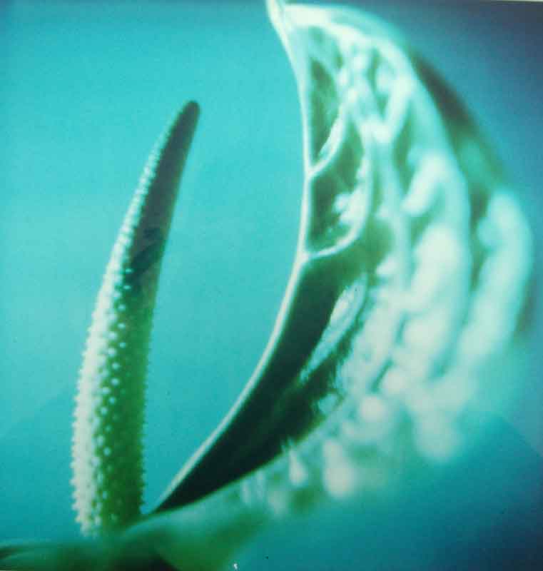 Anna Halm Schudel, o.T. aus der serie "365 Blumen"  (Anturium), 1997/2000, 25x24cm, Ilfochrome, 8/15,  320 Euro