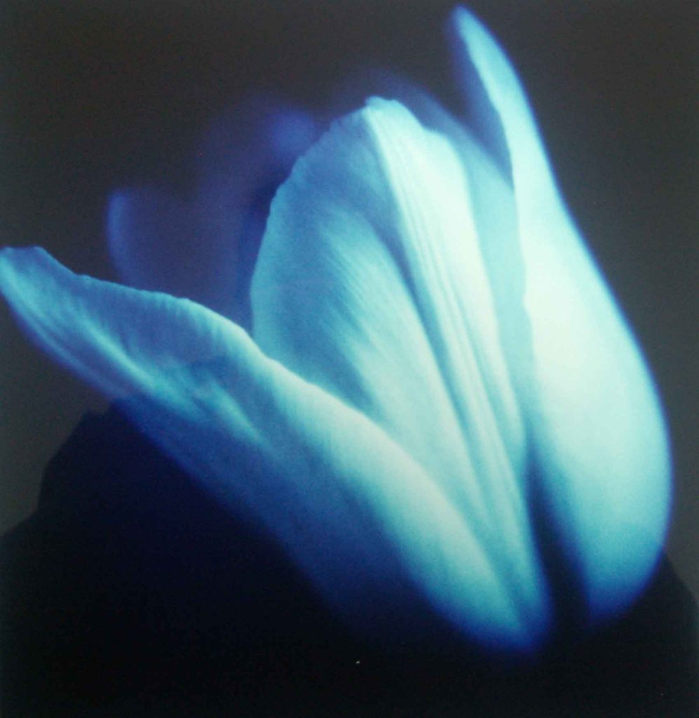 Anna Halm Schudel, o.T. aus der serie "365 Blumen"  (blaue Tulpe), 1997/2000, 25x24cm, Ilfochrome, 8/15,  320 Euro