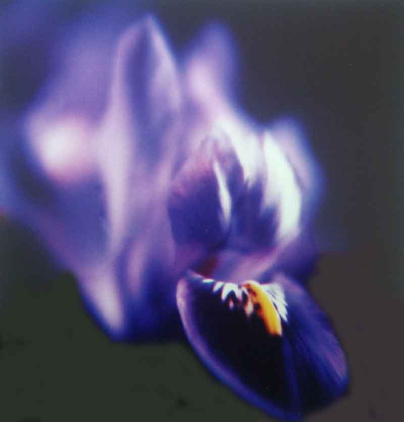 Anna Halm Schudel, o.T. aus der serie "365 Blumen"  (kleine Iris), 1997/2000, 25x24cm, Ilfochrome, 8/15,  320 Euro